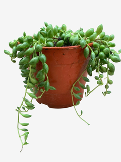 Rosario sandia - comprar online