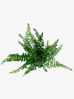 Helecho Pellaea Rotundifolia - VallsGarden
