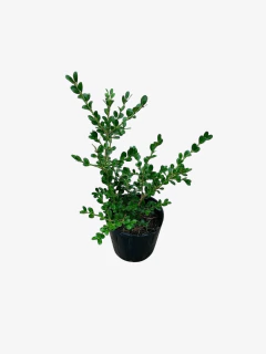 Buxus Sempervirens en internet