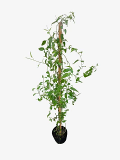 Jazmin Solanum - comprar online