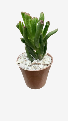 Cactus y Crassas M07 - VallsGarden