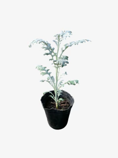 Cineraria Marítima - tienda online