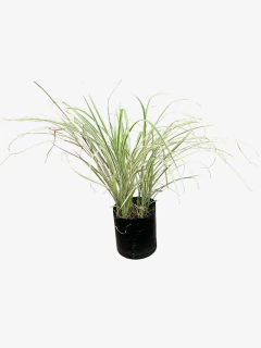 Miscanthus sinensis Variegata
