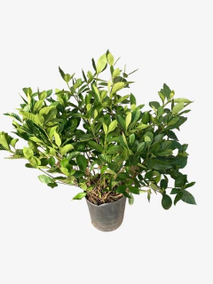 Jazmin del Cabo - comprar online