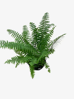 Helecho Macho - VallsGarden