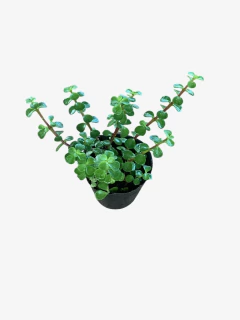 Portulacaria Afra en internet