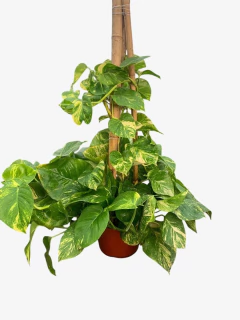 Pothus hoja gigante - comprar online