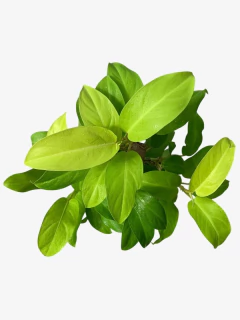 Philodendro Lemon - comprar online