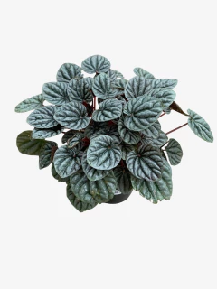 Peperomia Caperata - VallsGarden