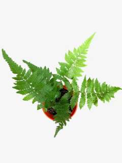 Helecho Diopteris - comprar online