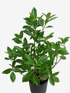 Viburnum Odoratissimum - comprar online