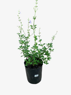 Salvia African Sky - tienda online