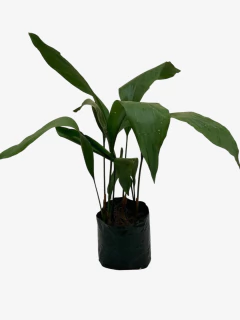 Aspidistra en internet