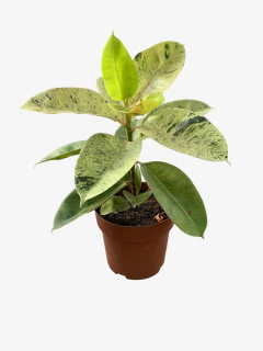 Gomero Shiveriana - comprar online