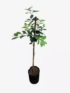 Naranja Ombligo - VallsGarden