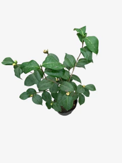 Camellia Japonica en internet