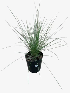 Muhlenbergia Capillaris - comprar online