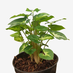 Singonium Mini Pixie - comprar online
