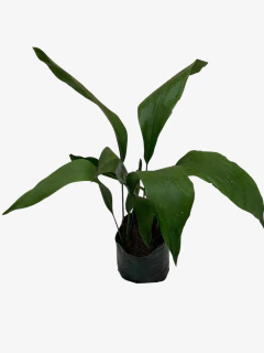 Aspidistra - comprar online