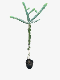 Eucalipto medicinal - tienda online