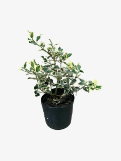 Ilex Aquifolium Argenta Marginata - VallsGarden