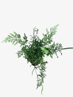 Helecho Pteris - VallsGarden