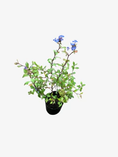 Ceratostigma Plumbaginoides en internet