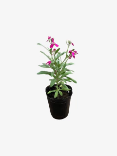 Aleli - comprar online