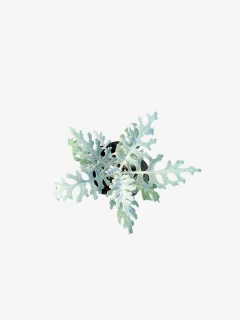 Cineraria Marítima en internet
