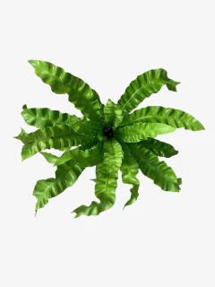 Asplenium Crispy Wave en internet