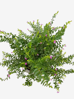 Erica - comprar online