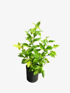 Duranta erecta aurea - tienda online