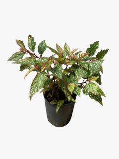 Begonia ala de ángel en internet