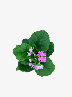 Primula Obconica - VallsGarden