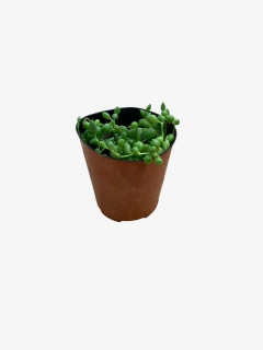 Rosario - tienda online