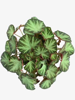 Begonia Brasilera - comprar online