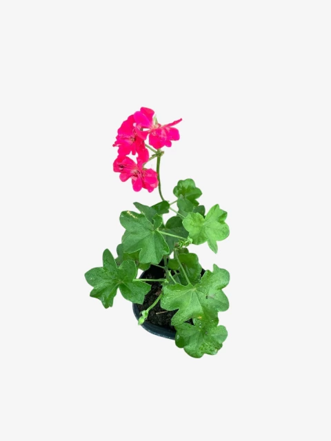 Geranio Hiedra - comprar online