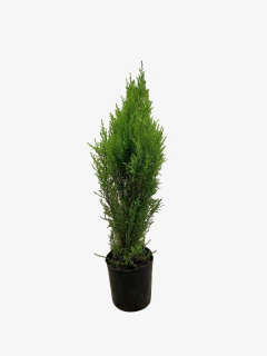 Pino Limon - comprar online