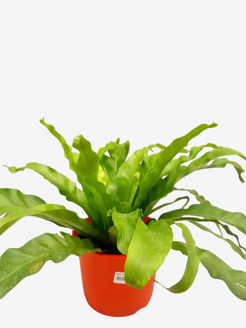 Asplenium Sapporo - comprar online