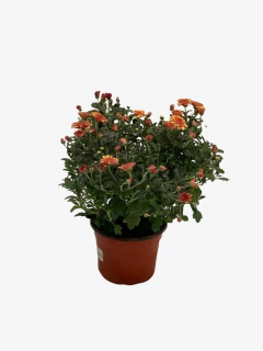 Crisantemo Bocha - comprar online