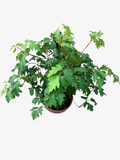 Cissus - VallsGarden