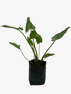 Cala - comprar online