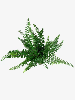Helecho Pellaea Rotundifolia - tienda online