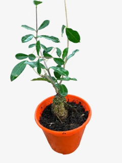 Fockea Edulis - comprar online