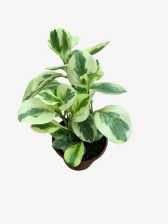 Peperomia variegada en internet