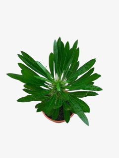 Pachypodium Bispinosum en internet