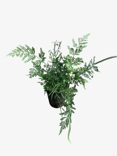 Helecho Pteris - comprar online