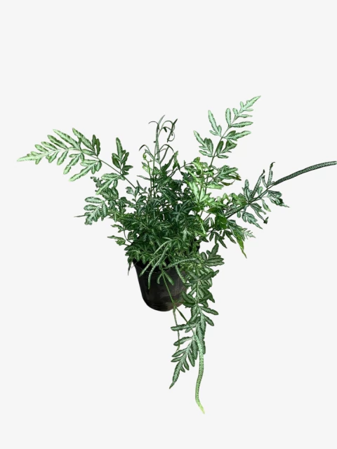 Helecho Pteris - comprar online