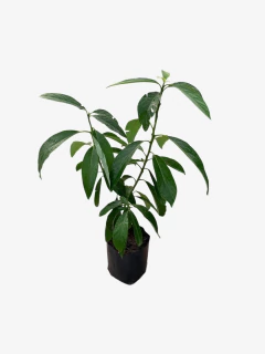 Palta - comprar online