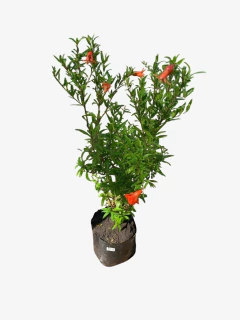 Granada enana - comprar online